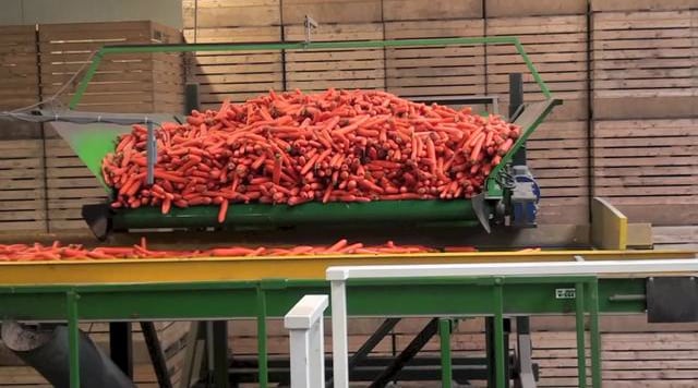 1101 Carrots palletizing 10kg PE bags